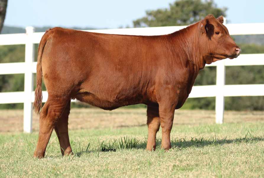 Red Angus Open Heifers // Lot 11 11 PBRS Zennia 798 RED ANGUS COW PLD / RED 03.05.17 PBRS 798 RAAA PENDING SIRE 5-0.8 59 93 17 0-10 - 24 0.21-0.04 0.47 - - - - DAM -2 0.7 66 103 19-3 - 9-32 0.00 0.