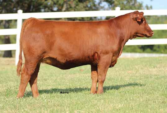 Red Angus Open Heifers // Lot 12 12 PBRS Marchesa 745 RED ANGUS COW PLD / RED 02.18.17 PBRS 745 RAAA 3747669 EPD 5-1.7 55 84 19 3-10 - 18 0.20-0.06-0.