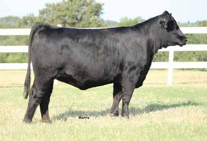 PREDESTINED B/R NEW DESIGN 036 PBRS XTRA CARE 070X G A R EXT 4206 WLR RENDEZVOUS 050R KEHG JULIET 10H OKSU The Profit Daughter A.I. on 5.11.17 to MAGS Aviator 373A; P.E. 6.1.17 to 8.1.17 to OCC Bonanza 153B.