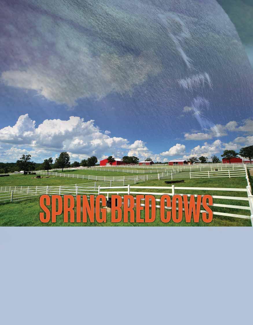 Spring Bred Cows 43 PBRS 4235B ET LIM-FLEX (50) COW DOUBLE PLD / DOUBLE BLK 11.10.14 PBRS 4235B LFF 2075469 EPD 12 0.5 61 85 21 7 1.2 8 27 21-0.07 0.08 0.44 63.