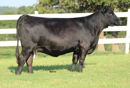 Her dam is a double black/ double polled daughter of KRVN Pablo 011P. We appreciate this one for her fleshing ability, moderation of frame and her broody look.