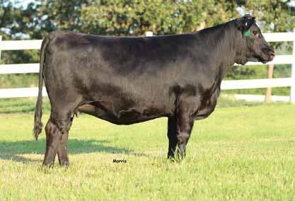 Her sire, MAGS Xtra Wet, is the leading purebred sire for not only Liberty Ranch, but the whole breed.