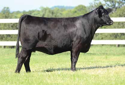 Her sire, MAGS Antelope combines two of the breeds most consistent pedigrees, MAGS Winston and Deuce. PBRS 5134C has the eye appeal and performance need to make great ones.