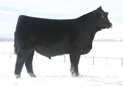 R PRECISION 1019 ANLC0745K COLE FIRST DOWN 46D LAURA S OPIUM 67 PBRS 5172C MAGS XYLOID ELCX TURNING POINT 641 Z GPFX MS BLUEPRINT Page 38 // P Bar S Ranch Proof of Progress X Sale MAGS Xyloid, sire