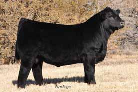 in his structure and performance oriented. PBRS Denton 6103D is a 50% Lim-Flex beef bull that is clean through his front 1/3, strong topped and balances tremendously well.