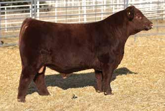 E J6 Mr State of Shock D639 RED ANGUS BULL POLLED / RED 02.05.16 D639 RAAA 3556815 EPD 4-0.9 67 91 20 5 - - - 22-0.11 0.06 0.
