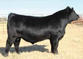 Buyers Choice of Ms Cricket Progeny We are extremely excited about our first consignment to the National Sale.