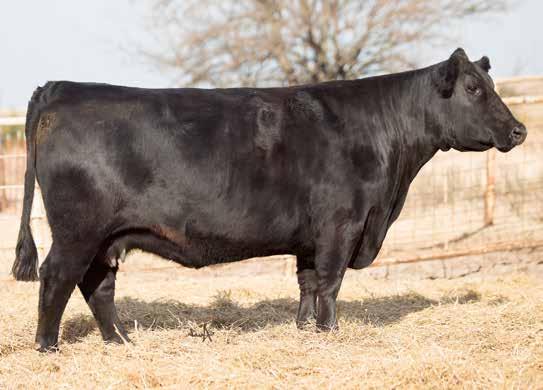 9 RUPP ROXI 623D H Daughter of Lot 9 Selling an embryo flush guaranteeing 6 embryos 9 SITZ TRAVELER 8180 S A V FINAL ANSWER 0035 S A V EMULOUS 8145 BTI EXTRA 2106K ET RTRD TEQUILA 747T ET DBRG FOXI