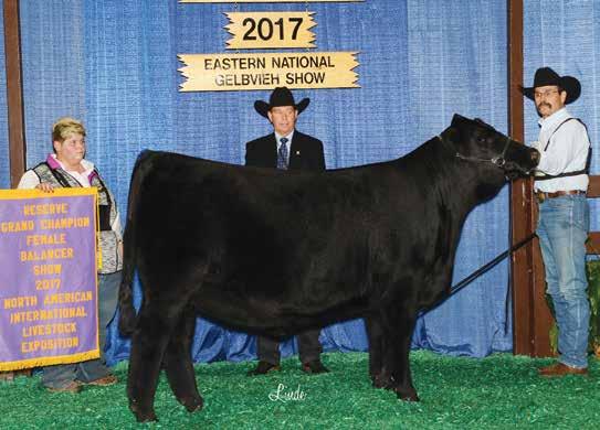 11 11 GGGE 3G COWGIRL DIXIE 6102D AI d 05/04/17 to 3G Draconian 643D ET for a BA75 February 10, 2018, Calf.