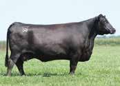 Her sire, S S Hoover Dam B115, was our pick and high-selling lot in the 2015 Indiana Bull Test Sale and is a full brother to the heavily used and catalog lead-off Select Sires A.I. sire, S S Niagara Z29.