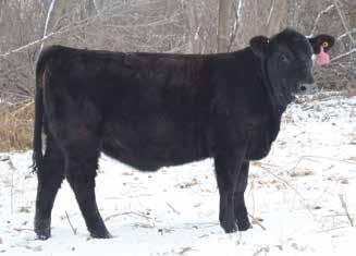 Selling Choice of Cranview Gelbvieh Female Show String 15A These four heifers are phenotypically correct and they each offer a unique piece to the breeding puzzle.