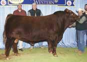 Lillith is very long bodied, thick made and sharp fronted and she is out of a near-perfect uddered Red Angus cow that goes back to the legendary Mulberry 26P.