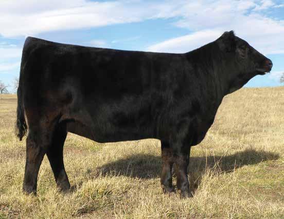18 CCRO ANOTHER MAN S GOLD 0300X H Dam of Lot 18 18 PLA MISS ELEGANT 701E ET PUREBRED 88% H COW H HOMO BLACK (D) H HOMO POLLED (D) 2/1/2017 H PLA 701E H AMGV1399274 DCSF POST ROCK SILVER 233U1 CCRO