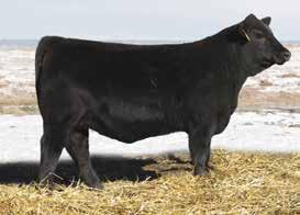 EMMA 92E ET DDGR SUGAR 93E ENCHANTRESS 100E ET BELLINI 67E 22 PICK OF THE 2017 HEIFER CALVES offered by: GUSTIN S DIAMOND D GELBVIEH We are excited to offer the pick of our entire 2017 heifer calf