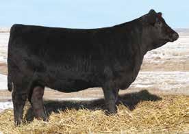 The dam side of the pedigree on these heifers is also very strong as our herd ranked second in the nation in 2017 for breeding Dams of Merit and Dams of Distinction, adding an additional level of