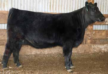 LAZY TV MS HARD DRIVE E279 Bieber Hard Drive Y120 x Lazy TV Ms Factor B227 LAZY TV MS STORM E179 H Storm 27C x Lazy TV Ms Y757 23 PICK OF THE 2017 HEIFER CALVES offered by: THORSTENSON S LAZY TV