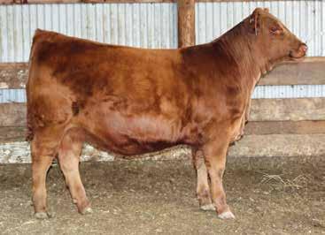 Approximately 25 purebred Gelbvieh heifers and the rest are red or black Balancers. Many will be get genomically-enhanced EPDs and 100 of them will have actual Growsafe feed intake data results.