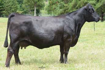 Selling Choice of Three Packages Packages includes three embryos with a guarantee of one pregnancy if implanted by certified technician The homozygous black donor featured in this highlight lot had