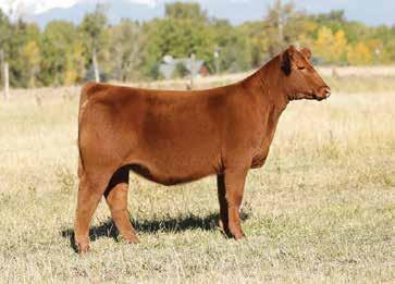 RED JESSICA 201A H Dam of Lot 27 embroys 27 RED MILE SAKIC 832S PZC TMAS FIRESTORM 1800 ET GT CITA 4060 JDPD AKIN 140W RED JESSICA 201A 3JF 3J MS SOUTHERN W201 FOUR EMBRYOS BALANCER 25% H RED H DBL