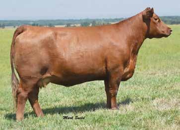 06 16-0.04-0.03 60.05 offered by: WORRELL ENTERPRISES, TX Full sister to Lot 27 Seller guarantees one pregnancy. If no pregnancy is achieved, seller will offer one embryo until pregnancy is obtained.