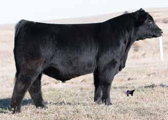 DFW MISS POWERSTROKE J915 13 0.2 68 108 23 57 10 2-0.36 34 0.45 0.38 80.62 offered by: BOEHLER GELBVIEHS, NE When evaluating this sire, consider the droves of great females in his immediate pedigree.