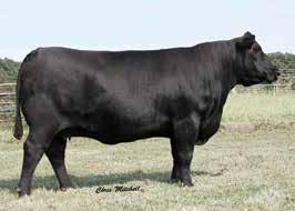 Selling syndicated semen packages on two of the most exciting herd sires to sell in 2017.