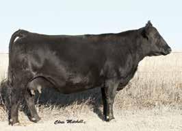 Only syndicate members may register calves out of said bulls unless a female is sold bred to them. Syndicate members are not permitted to sale their syndicate membership or semen to anyone.