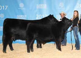 37 25 0.13-0.30 54.09 SLC TOASTY 10C & SLC VIPER 7E H 2017 Canadian Reserve National Champion Female offered by: SEVERTSON LAND & CATTLE, AB Selling full possesion and 50% semen interest.