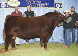 37 28 0.17-0.30 60.27 offered by: SEVERTSON LAND & CATTLE, AB Selling half embryo interest. Toasty is the epitome of our program in so many ways.