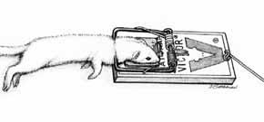 Longspring trap in baited cubby General Overview of Traps Meeting BMP Criteria for Weasels in the United States A longspring trap, used in the body-grip mode, and rat type snap trap were tested for
