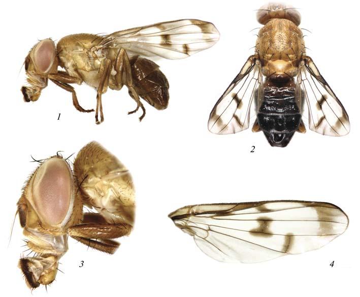 A New Species of the Genus Herina (Diptera, Ulidiidae) from Dominica (Lesser Antilles) e-30 Fig. 1. Herina caribbeana sp. n.