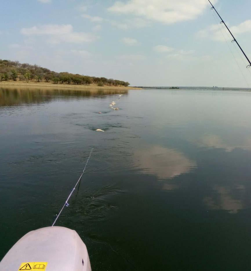 ECO NEWS Unlawful gill nets are a serious threat to biodiversity in South Africa Bernard Venter Unlawful gill nets are becoming a huge problem in South Africa s inland waters.