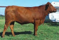 LOT 23 R2R Rebecca 179T R#: pending Calved: 4/1/07 Red Brangus 3/8 x 5/8 Herd ID: 179T Breeding: Bred Pasture exposed to R2R Ink Spot 300S3 from 6/3/08 to 8/11/08.