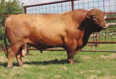 to August 11, 2008. LOT 41 Miss R2 101L R#: 118399 Calved: 4/27/01 Red Brangus Percentage: BR 75% Herd ID: 101L Bred Pasture exposed. See page 15 for breeding information. Lajedo 9604 Mr.