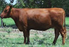 LOT 43 R2 Phoenix 125R R#: 1052770 Calved: 2/19/05 Red Angus Percentage: AR 100% Herd ID: 125R Breeding: Bred Pasture exposed. See page 15 for breeding information.