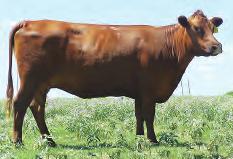 LOT 47 R2R Miss Mae 940R R#: 1095146 Calved: 8/21/05 Red Angus Percentage: AR 100% Herd ID: 940R Breeding: Bred Pasture exposed. See page 15 for breeding information.