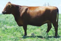 LOT 50 R2 Miss Copper Day 9071L R#: 816459 Calved: 2/1/01 Red Angus Percentage: AR 100% Herd ID: 9071L Bred Pasture exposed. See page 15 for breeding information.