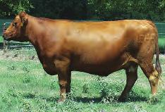 LOT 53 Buf Crk Redpride L065 R#: 795023 Calved: 2/27/01 Red Angus Percentage: AR 100% Herd ID: L065 Breeding: Bred Pasture exposed. See page 15 for breeding information.