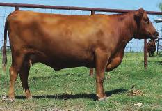 32 and 33. LOT 59 R2R Pridwyn 300R R#: 1095188 Calved: 8/24/05 Red Angus Percentage: AR 100% Herd ID: 300R Breeding: Bred Pasture exposed to RF 5Star Gold 4550P. ECD ranges from 9/4/08 to 11/5/08.