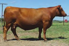 LOT 62 Buf Crk Lisa L390 R#: 795216 Calved: 4/13/01 Red Angus Percentage: AR 100% Herd ID: L390 Bred Pasture exposed to RF 5Star Gold 4550P. ECD ranges from 9/4/08 to 11/5/08.