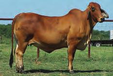 LOT 77 M&M Crusader 393/0 R#: 114095 Calved: 3/6/00 Red Brangus Percentage: BR 25% Herd ID: 393/0 Breeding: Bred Pasture exposed to R2R Ink Spot 300S3 from 9/5/08 to sale day.