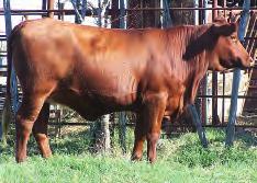 LOT 15 R2R Herkja 252S R#: pending Calved: 10/15/06 Red Brangus Percentage: BR 25% Herd ID: 252S Breeding: Bred Pasture exposed to R2R Ink Spot 300S3 from 6/3/08 to 8/11/08.