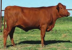 LOT 19 R2R Pearl 18T R#: pending Calved: 3/7/07 Red Brangus Percentage: BR 25% Herd ID: 18T Breeding: Bred Pasture exposed to R2R Ink Spot 300S3 from 6/3/08 to 8/11/08.