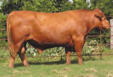 Fishhook 79/6 Miss Hook M 54/9 Miss Fishhook 909/4 Performance: BW: 75 WW: 535 LOT 20 R2R Chacha 50T R#: pending Calved: 4/16/07 Red Brangus 3/8 x 5/8 Herd ID: 50T Breeding: Bred Pasture exposed to