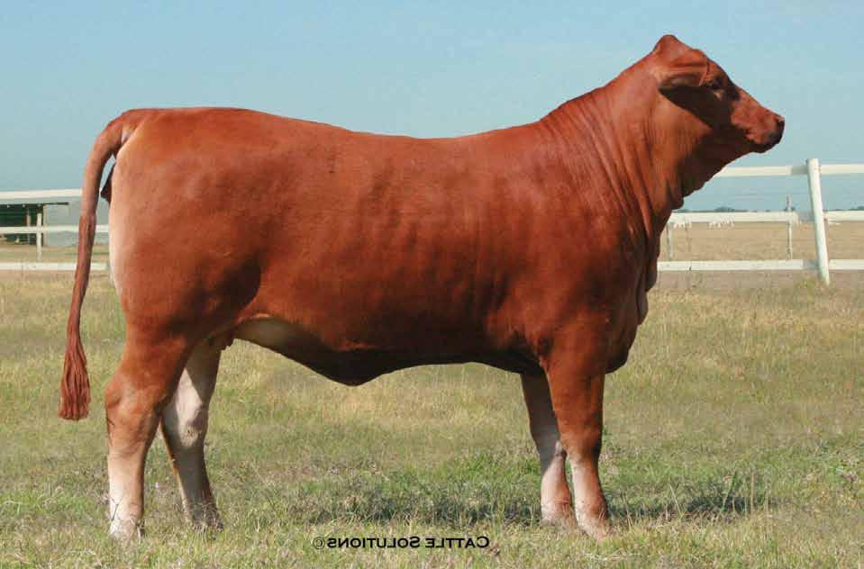 Predominant 706/0, with PFR, CX and BCC prefixes on the maternal side that include such sires as Jackpot, Chief Advantage and Chief Cardinal. This female is deep, sound, thick and feminine.