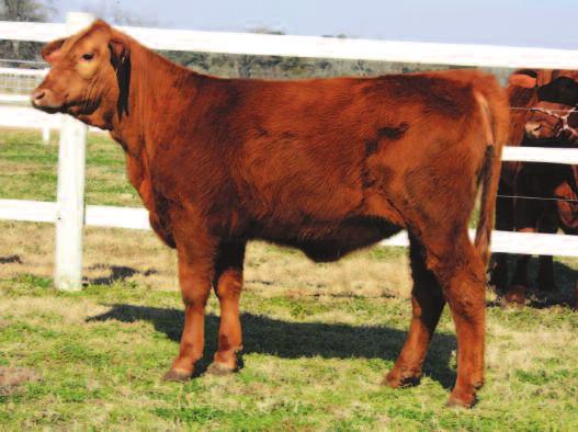 20 BRED HEIFER FROM MILL CREEK LAND & CATTLE MC TANGO 628Z R10229291 Born: 5/3/12 PHN: 628Z Gen: 3 Scurs: P TRANSFORMER OF BRINKS LINEMAN OF BRINKS 881A7 SG TONTO 820H7 R636795 MISS BB NEW EXACTO