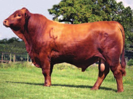 CX Excalibur 19/M has one of the top pedigrees of the breed combining the stout and powerful Better Heavy line - with the maternal superiority of the immortal El Cid.