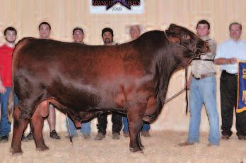 7 EMBRYO LOT FROM COX EXCALIBUR MISS JHR 412/4 RR603286 CX Red Top 745/J x Miss JHR 135/6 EPDs: BW: 0.5 WW: 16 YW: 23 MILK: 3 TM: 11 SC:.00 REA:.21 %IMF:.06 FT:.