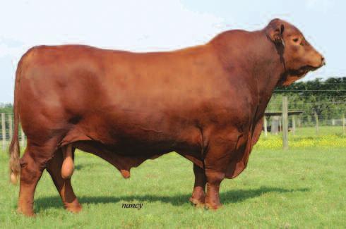 Take this opportunity to add some of the most sought after genetics in Red Brangus. Cox Excalibur is selling 6 embryos to the full sibling, CX Ms Payloads Meathouse 412/Z.