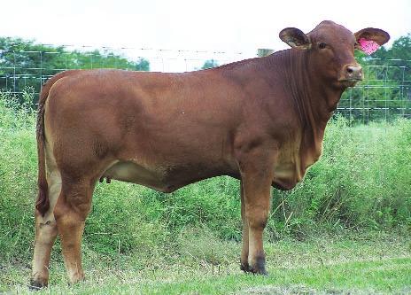 240/3 RABR None Better 413 R2 Ms Extra Better 233M Miss Section M 233/5 Performance: BW: 80 WW: 450 LOT 9 R2R Rockin Robin 257T R#: pending Calved: 3/5/07 Red Brangus Percentage: BR 37.